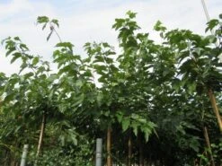 Zwarte Moerbei Als Boom (Morus Nigra) 26 Zwarte Moerbei Als Boom (Morus Nigra) -PlantenPracht Winkel morus 2 1