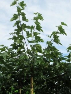 Zwarte Moerbei Als Boom (Morus Nigra) 27 Zwarte Moerbei Als Boom (Morus Nigra) -PlantenPracht Winkel morus 3 1