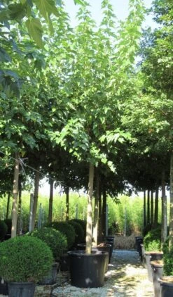 Zwarte Moerbei Als Boom (Morus Nigra) 28 Zwarte Moerbei Als Boom (Morus Nigra) -PlantenPracht Winkel morus 4 1