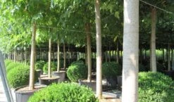 Zwarte Moerbei Als Boom (Morus Nigra) 29 Zwarte Moerbei Als Boom (Morus Nigra) -PlantenPracht Winkel morus 5 1