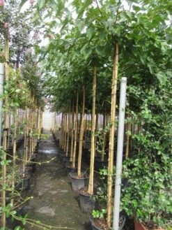 Zwarte Moerbei Als Boom (Morus Nigra) -PlantenPracht Winkel morus 8 10