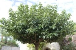 Dakmoerbei (Morus Alba 'Macrophylla') -PlantenPracht Winkel morus alba02