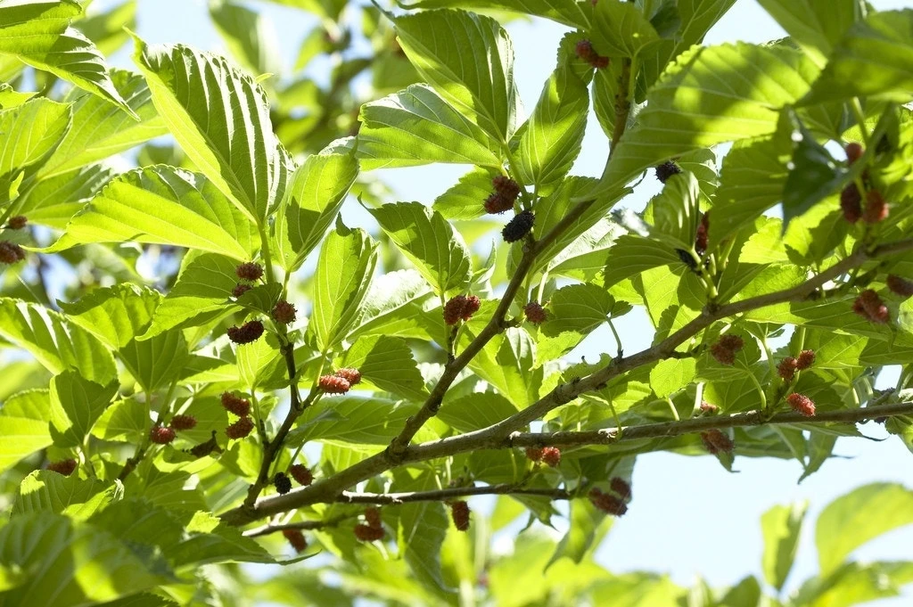 Witte Moerbei (Morus Alba) 4 Witte Moerbei (Morus Alba) - Afbeelding 2