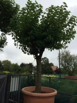 Witte Moerbei (Morus Alba) 33 Witte Moerbei (Morus Alba) -PlantenPracht Winkel morus alba 62 63 1