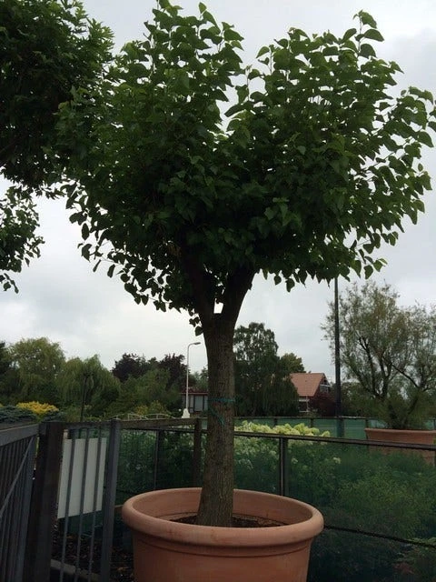 Witte Moerbei (Morus Alba) 14 Witte Moerbei (Morus Alba) - Afbeelding 12