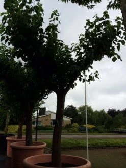 Witte Moerbei (Morus Alba) 32 Witte Moerbei (Morus Alba) -PlantenPracht Winkel morus alba 62 cm 1