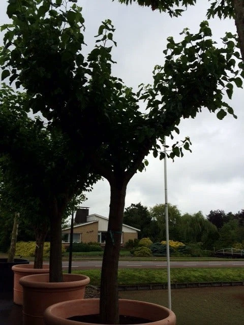 Witte Moerbei (Morus Alba) 13 Witte Moerbei (Morus Alba) - Afbeelding 11