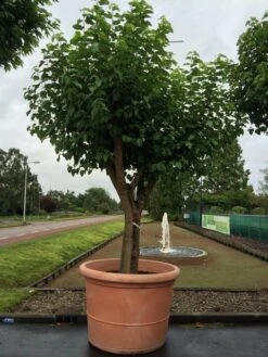 Witte Moerbei (Morus Alba) 37 Witte Moerbei (Morus Alba) -PlantenPracht Winkel morus alba 75cm 1