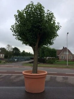 Witte Moerbei (Morus Alba) 36 Witte Moerbei (Morus Alba) -PlantenPracht Winkel morus alba 78cm