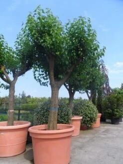 Witte Moerbei (Morus Alba) 39 Witte Moerbei (Morus Alba) -PlantenPracht Winkel morus alba en nigra oude solitaire knotvorm 1