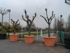 Witte Moerbei (Morus Alba) 40 Witte Moerbei (Morus Alba) -PlantenPracht Winkel morus alba knotvorm solitair 1