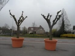 Witte Moerbei (Morus Alba) 41 Witte Moerbei (Morus Alba) -PlantenPracht Winkel morus alba knotvorm solitair 2