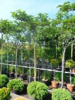 Dakmoerbei (Morus Alba 'Macrophylla') 27 Dakmoerbei (Morus Alba 'Macrophylla') -PlantenPracht Winkel morus alba macrophylla 10 12ho cont. dakvorm 1