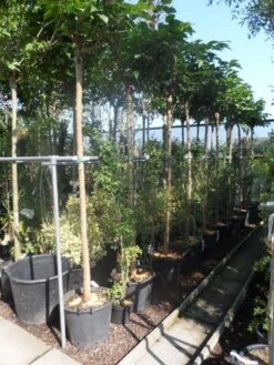 Dakmoerbei (Morus Alba 'Macrophylla') -PlantenPracht Winkel morus alba macrophylla 14 16ho cont