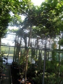 Dakmoerbei (Morus Alba 'Macrophylla') 28 Dakmoerbei (Morus Alba 'Macrophylla') -PlantenPracht Winkel morus alba macrophylla 14 16ho cont. dakvorm 1