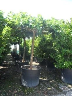 Dakmoerbei (Morus Alba 'Macrophylla') 29 Dakmoerbei (Morus Alba 'Macrophylla') -PlantenPracht Winkel morus alba macrophylla 25 30 35ho c500 dakvorm 1