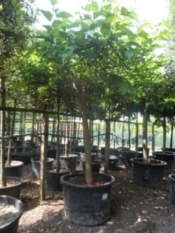 Dakmoerbei (Morus Alba 'Macrophylla') -PlantenPracht Winkel morus alba macrophylla 35 40ho c500 dakvorm