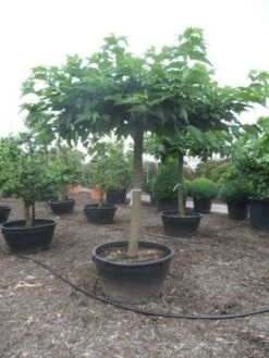 Dakmoerbei (Morus Alba 'Macrophylla') -PlantenPracht Winkel morus alba macrophylla 35 40ho c500 natuurlijke dakvorm