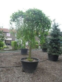 Moerbei Als Treurboom (Morus Alba 'Pendula') -PlantenPracht Winkel morus alba pendula 35 40ho c500