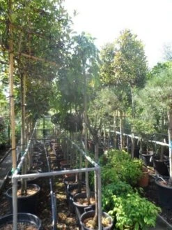 Moerbei Als Treurboom (Morus Alba 'Pendula') 16 Moerbei Als Treurboom (Morus Alba 'Pendula') -PlantenPracht Winkel morus alba pendula 8 10 12ho cont 1