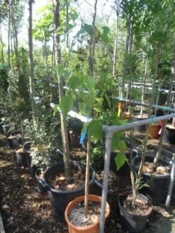 Moerbei Als Treurboom (Morus Alba 'Pendula') -PlantenPracht Winkel morus alba pendula halfstam c20