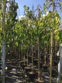 Moerbei Als Treurboom (Morus Alba 'Pendula') -PlantenPracht Winkel morus laba pendula 8 10