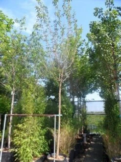 Zwarte Moerbei Als Boom (Morus Nigra) 21 Zwarte Moerbei Als Boom (Morus Nigra) -PlantenPracht Winkel morus nigra 14 16ho cont 1