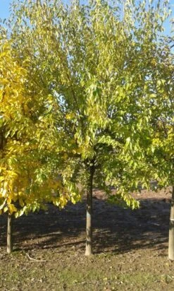 Zwarte Moerbei Als Boom (Morus Nigra) -PlantenPracht Winkel morus nigra 1