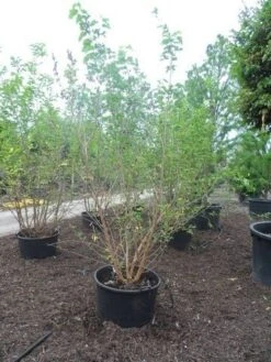 Zwarte Moerbei Als Boom (Morus Nigra) -PlantenPracht Winkel morus nigra 250 300 350 c160