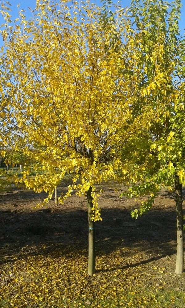 Zwarte Moerbei Als Boom (Morus Nigra) 11 Zwarte Moerbei Als Boom (Morus Nigra) - Afbeelding 9