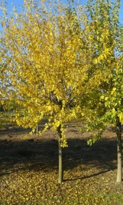 Zwarte Moerbei Als Boom (Morus Nigra) -PlantenPracht Winkel morus nigra 2