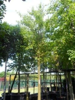 Zwarte Moerbei Als Boom (Morus Nigra) -PlantenPracht Winkel morus nigra 30 35ho c500