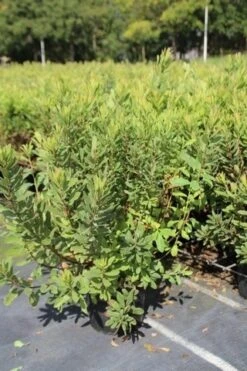 Gagel (Myrica Gale) -PlantenPracht Winkel myrica gale