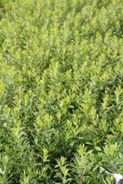 Gagel (Myrica Gale) -PlantenPracht Winkel myrica gale 1