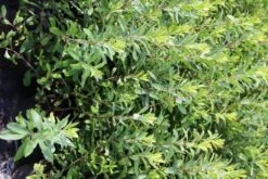 Gagel (Myrica Gale) -PlantenPracht Winkel myrica gale 2