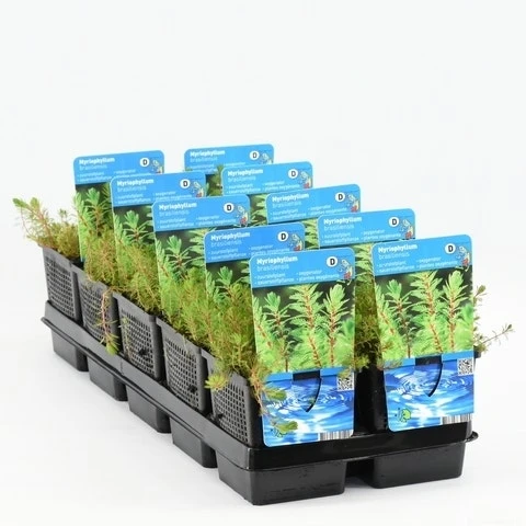 Diamantkruid (Myriophyllum 'Red Stem') 4 Diamantkruid (Myriophyllum 'Red Stem') - Afbeelding 2