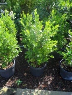 Dwergmirte (Myrtus Communis 'Tarentina') -PlantenPracht Winkel myrtus communis c10