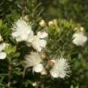 Dwergmirte (Myrtus Communis 'Tarentina') -PlantenPracht Winkel myrtus communis tarentina
