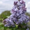 Sering (Syringa Vulgaris 'Nadezhda') -PlantenPracht Winkel nadezhda