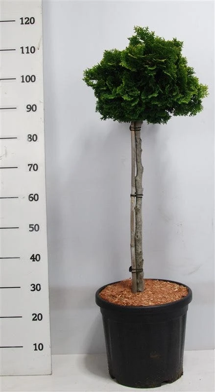 Dwergcypres Op Stam (Chamaecyparis Obtusa 'Nana Gracilis') 4 Dwergcypres Op Stam (Chamaecyparis Obtusa 'Nana Gracilis') - Afbeelding 2