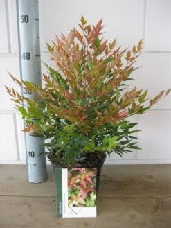 Hemelse Bamboe (Nandina Domestica 'Gulf Stream') 23 Hemelse Bamboe (Nandina Domestica 'Gulf Stream') -PlantenPracht Winkel nandina dom. gulfstream c2 26 07 2017