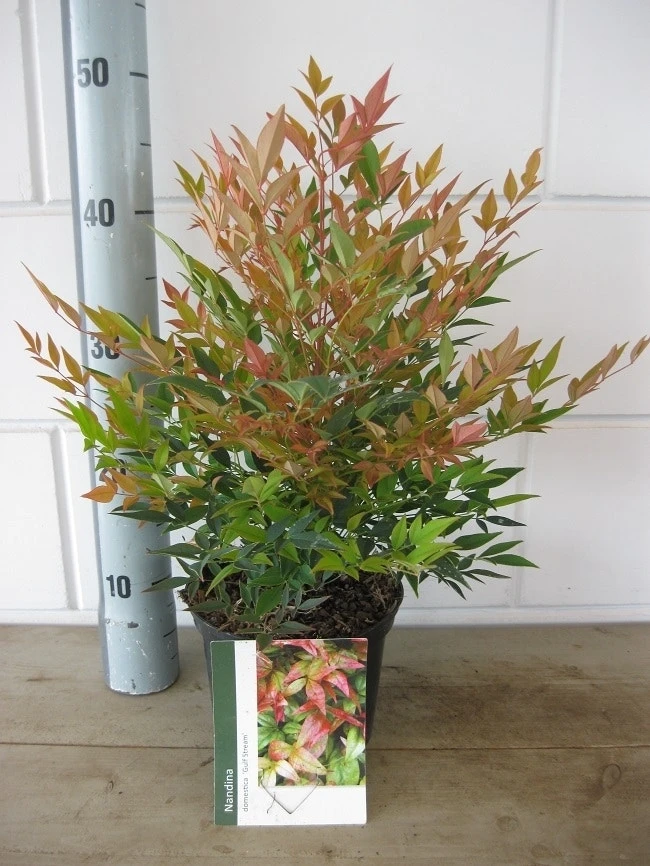 Hemelse Bamboe (Nandina Domestica 'Gulf Stream') 13 Hemelse Bamboe (Nandina Domestica 'Gulf Stream') - Afbeelding 11