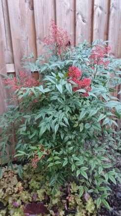 Hemelse Bamboe (Nandina Domestica) -PlantenPracht Winkel nandina domestica 1
