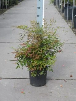 Hemelse Bamboe (Nandina Domestica) -PlantenPracht Winkel nandina domestica 50 60 c10