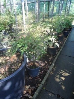 Hemelse Bamboe (Nandina Domestica) -PlantenPracht Winkel nandina domestica c5