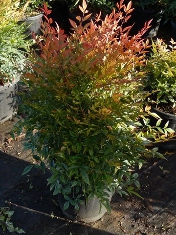 Hemelse Bamboe (Nandina Domestica 'Gulf Stream') 5 Hemelse Bamboe (Nandina Domestica 'Gulf Stream') - Afbeelding 3