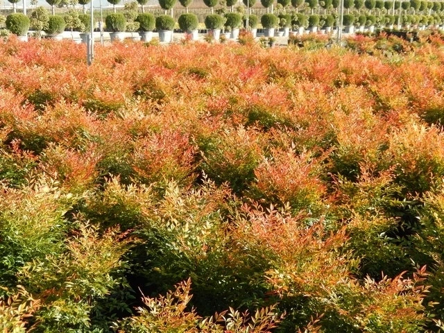 Hemelse Bamboe (Nandina Domestica 'Gulf Stream') 7 Hemelse Bamboe (Nandina Domestica 'Gulf Stream') - Afbeelding 5