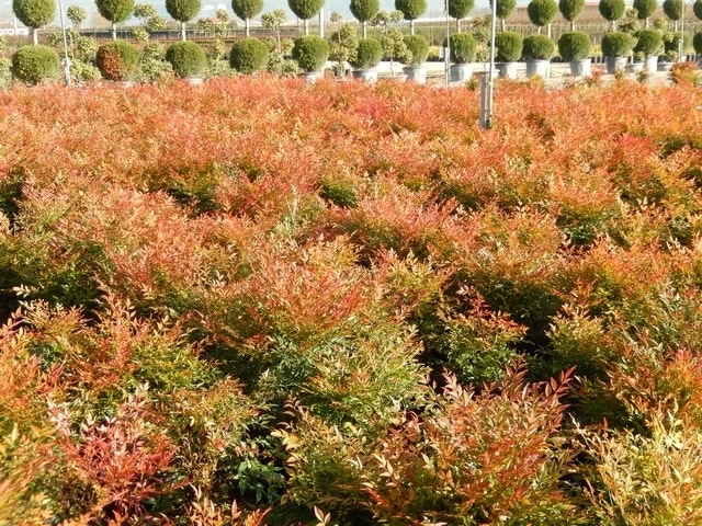 Hemelse Bamboe (Nandina Domestica 'Gulf Stream') 10 Hemelse Bamboe (Nandina Domestica 'Gulf Stream') - Afbeelding 8