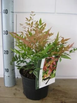 Hemelse Bamboe (Nandina Domestica 'Gulf Stream') 21 Hemelse Bamboe (Nandina Domestica 'Gulf Stream') -PlantenPracht Winkel nandina gulf stream c2 30 05 2017 2