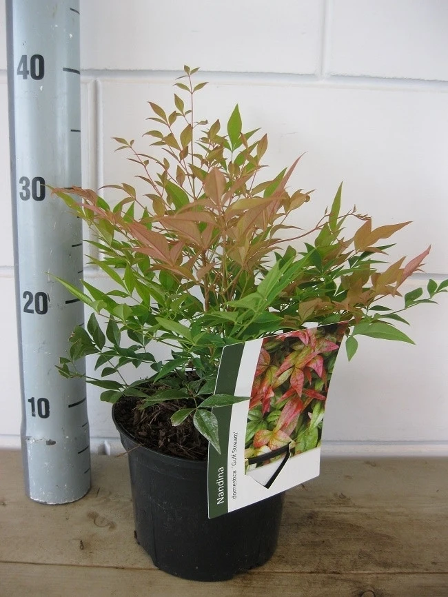 Hemelse Bamboe (Nandina Domestica 'Gulf Stream') 11 Hemelse Bamboe (Nandina Domestica 'Gulf Stream') - Afbeelding 9